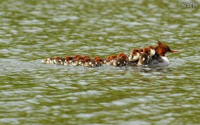 池塘边,一只雌鸭子为了带着自己的16个"孩子(小鸭子)过河,将它们背在