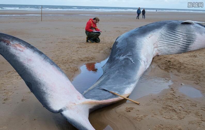 英国海岸大鲸鱼搁浅数量猛增 疑似声纳造成