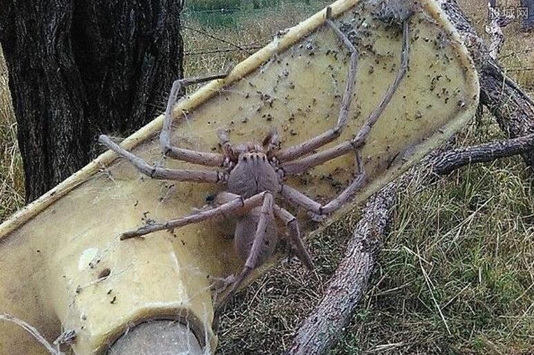 澳洲惊现巨型蜘蛛 光身体就人脸般大小