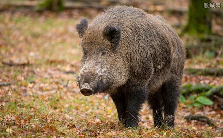 日本猎杀变异野猪 核辐射野猪集体掩埋