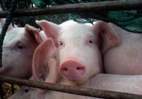 养猪的成本与利润分析 养猪新政策2020年