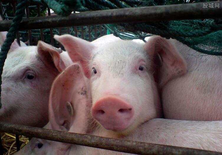 50头猪一年的利润多少 2020年养猪还能挣钱吗