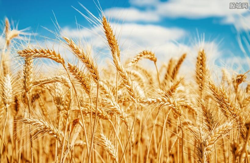 中方宣布制裁公告 对澳进口大麦征收反倾销税