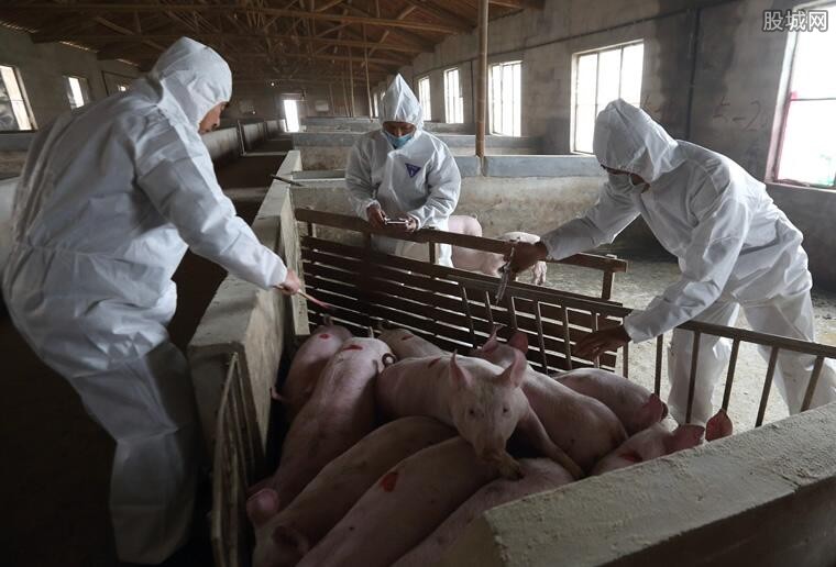 非洲猪瘟最新消息 重庆丰都县排查出非洲猪瘟疫情