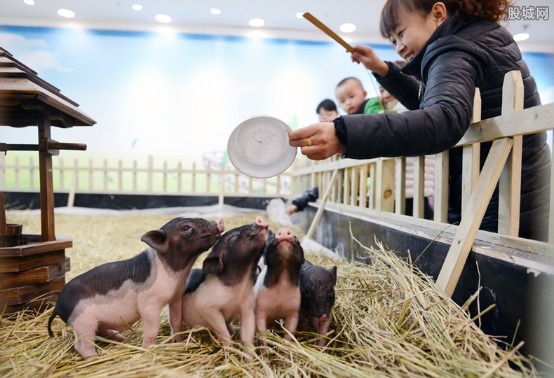 农民养猪给予补贴