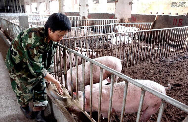 国家出台养猪新政策 农村养猪有补贴吗