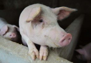 猪价上涨养一头猪最高能赚千元 2022年猪价下半年行情预测