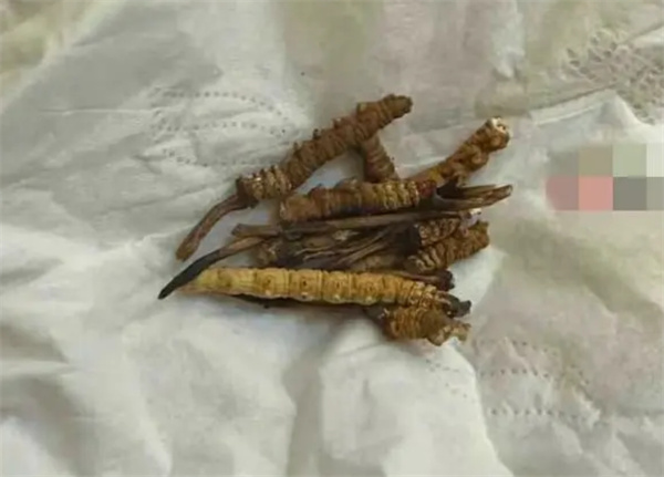 小猫吃20根虫草